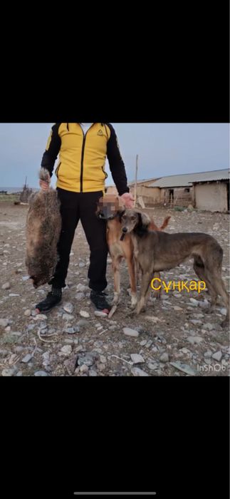 Тазы күшіктер сатылады