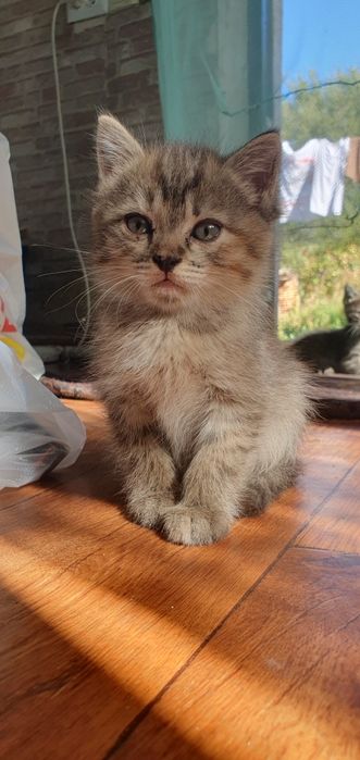 Отдам милых,игривых котят