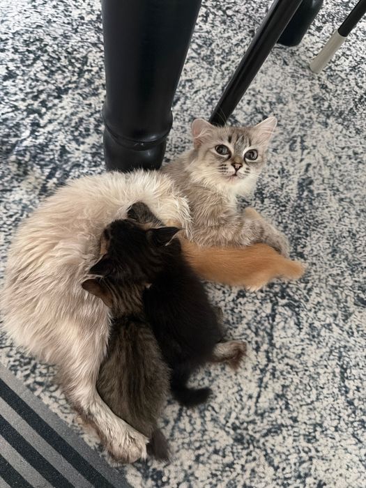 Сибирские котята