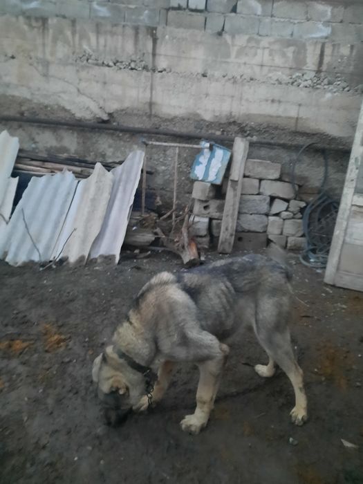 Сатылады Алабай Кушык