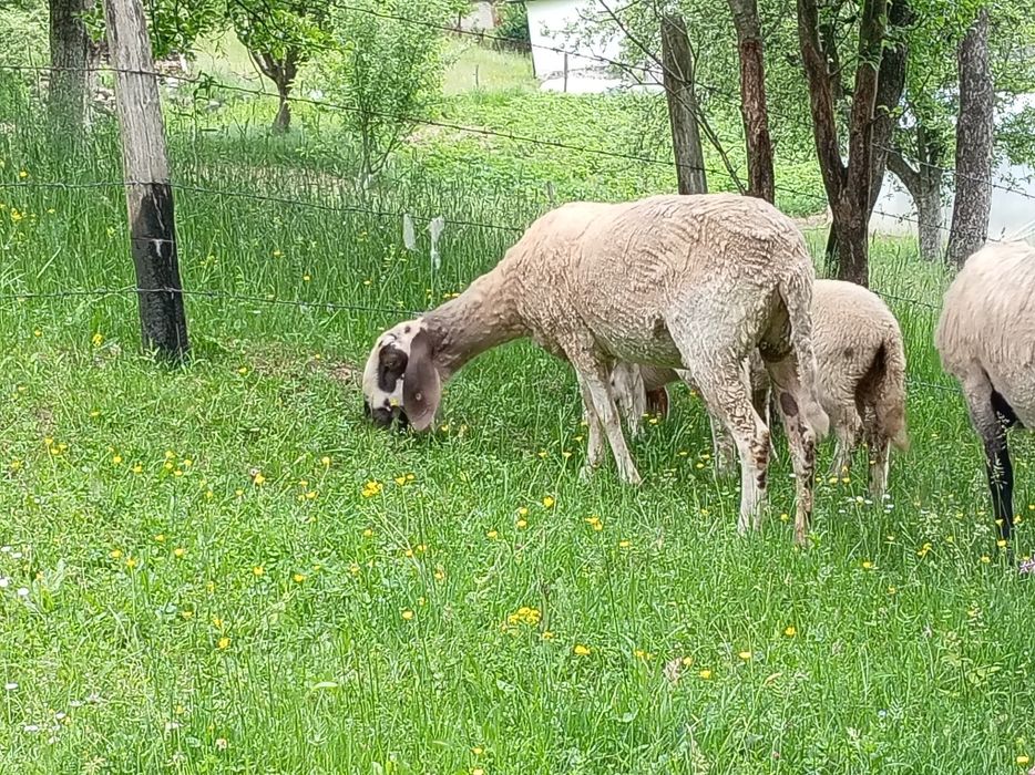 Oaie cu mieluță metis carabase și bergamasca