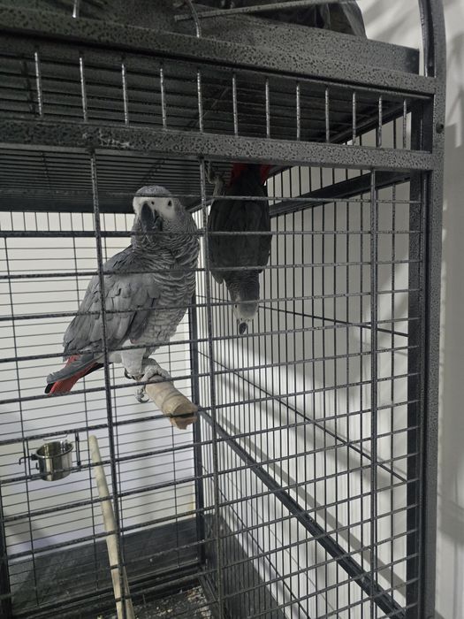 Жако тутикуш сотилади бир пара