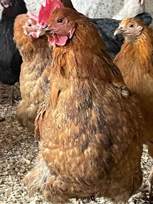 Молодые домащние куры