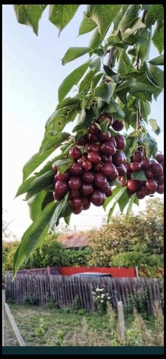 Prun Stanley Nuci Chandler Aluni Visin Castan.Ciresi.Paulownia.Migdal