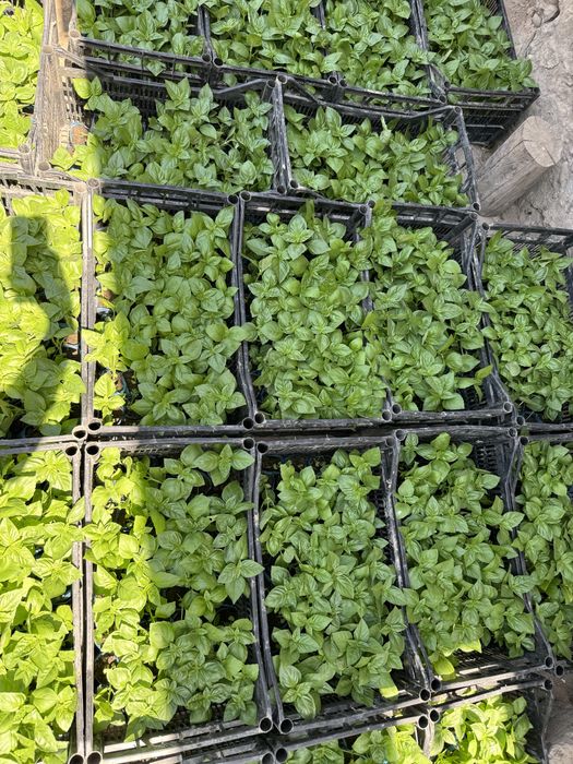 Rayxon ko’chatlari bor