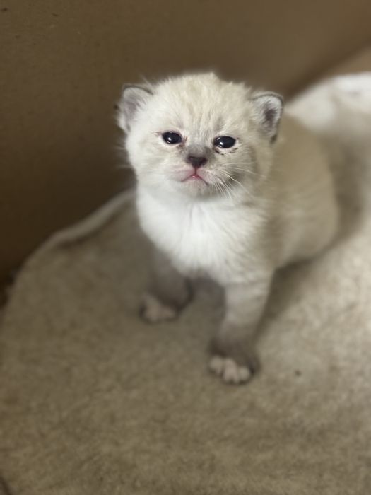 Котята британцы красивые