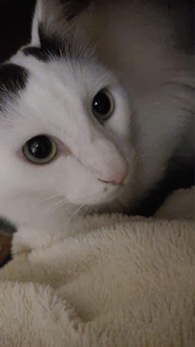 Отдам в хорошие руки