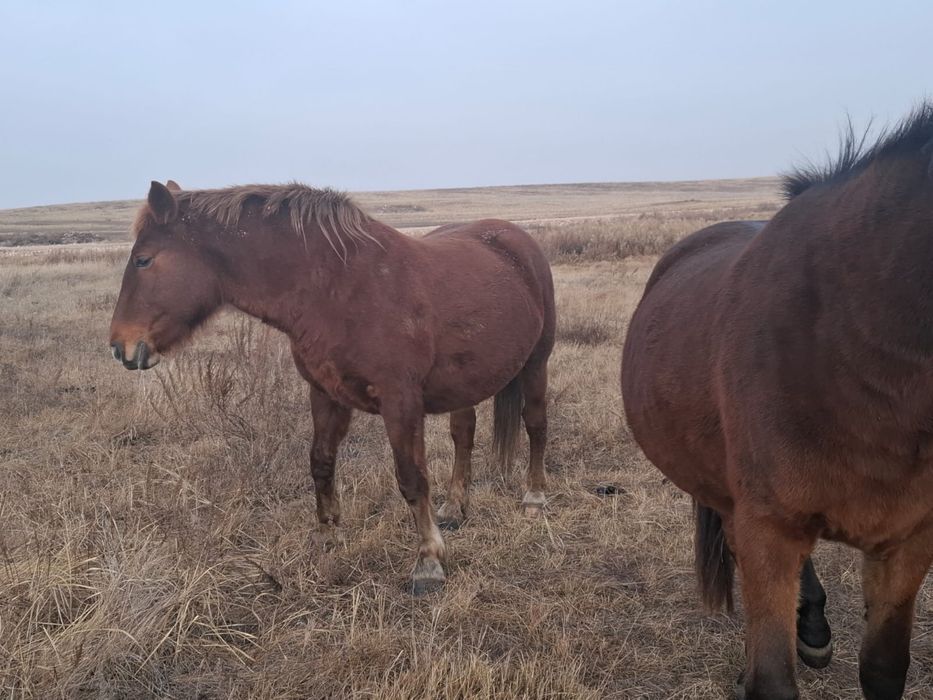 Тяжоловес тай сатылады