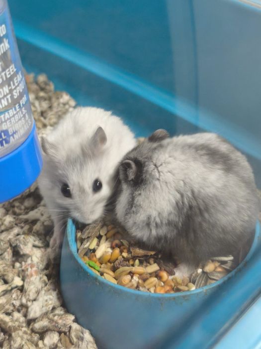 Vand pui de hamster