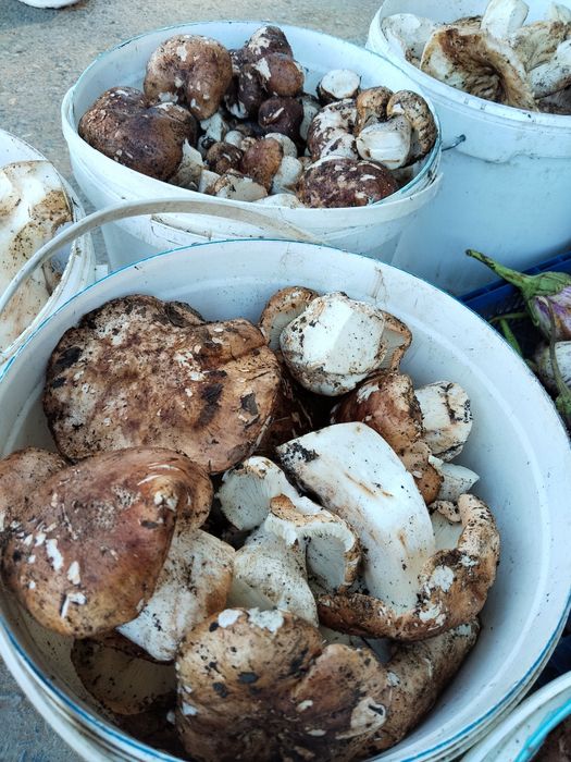 Продам гребы валуй
