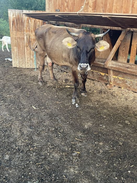 Vand vaca gestanta