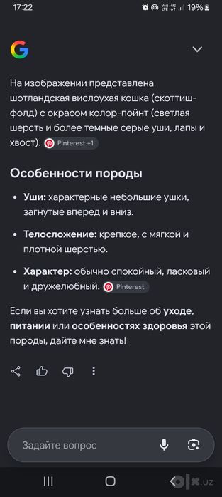 шотландская вислоухая   (скоттиш-фолд)