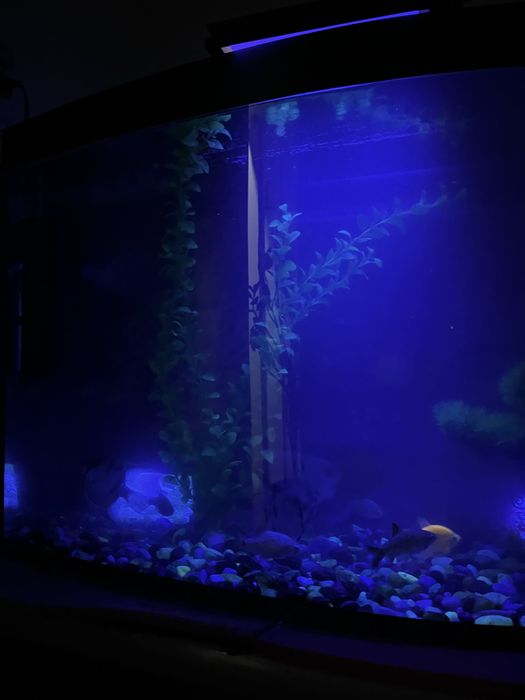 Akvarium sotiladi 80-90 litr Hamma jihozlari va baliqlari bilan)