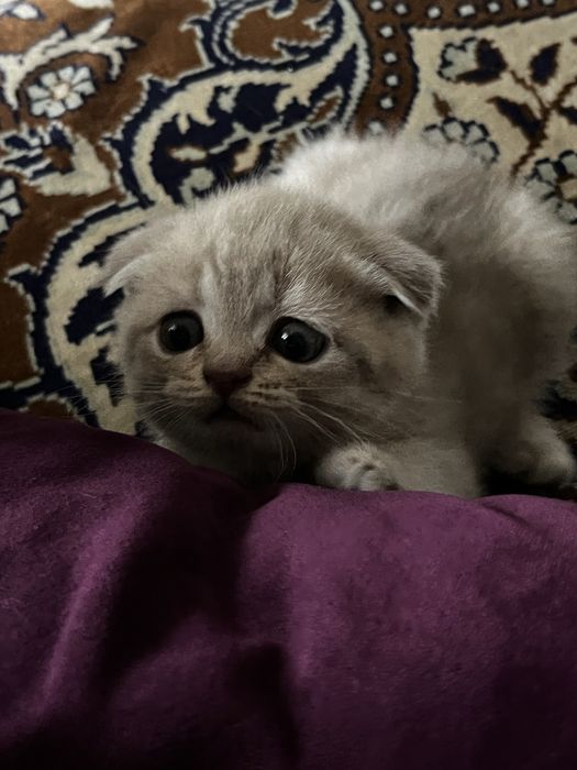 Скоттиш фолд 2 месяца