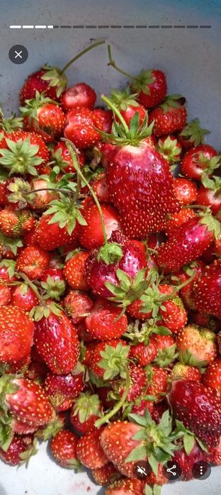 Продам сажанцы земклубники.