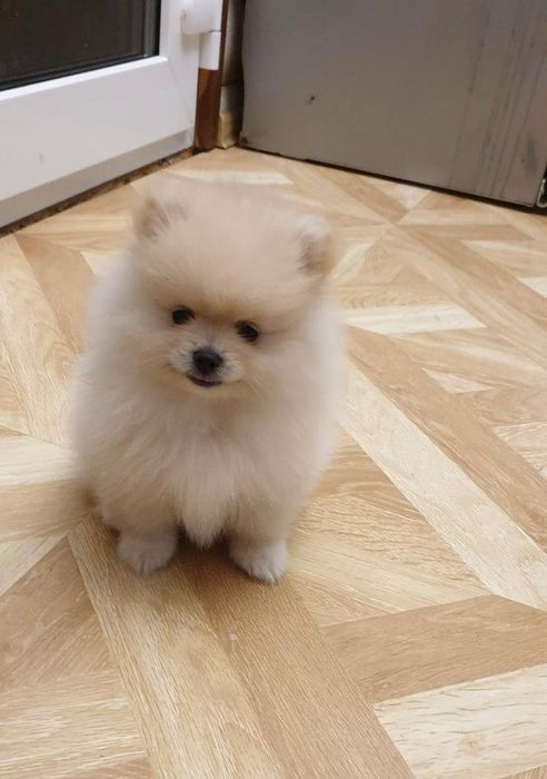 Шпиц мальчик, померанский мини помесь