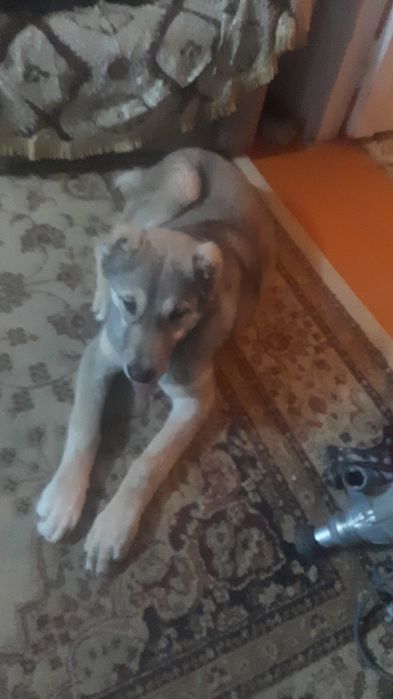 Продам Алабай Тобет