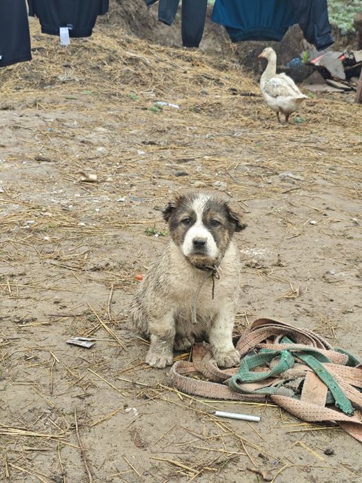 Алабай күшік сатылады