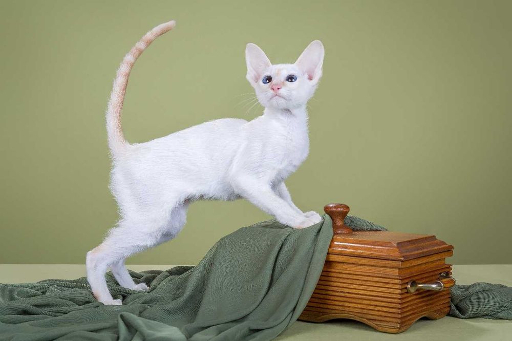 Ориентальная кошечка