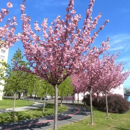 Cires Japonez Kanzan