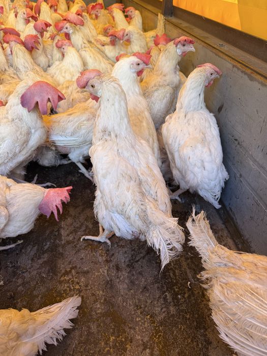 Декалбы несушки таук куры