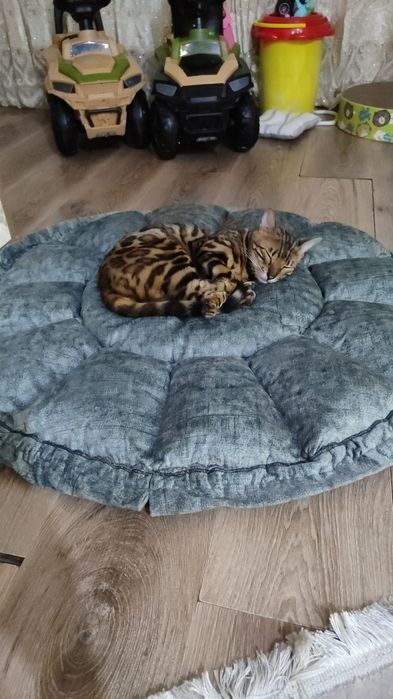 Бенгальская кошка продам.