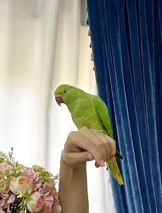 Ruchnoy ojerelye popugay 1 yosh