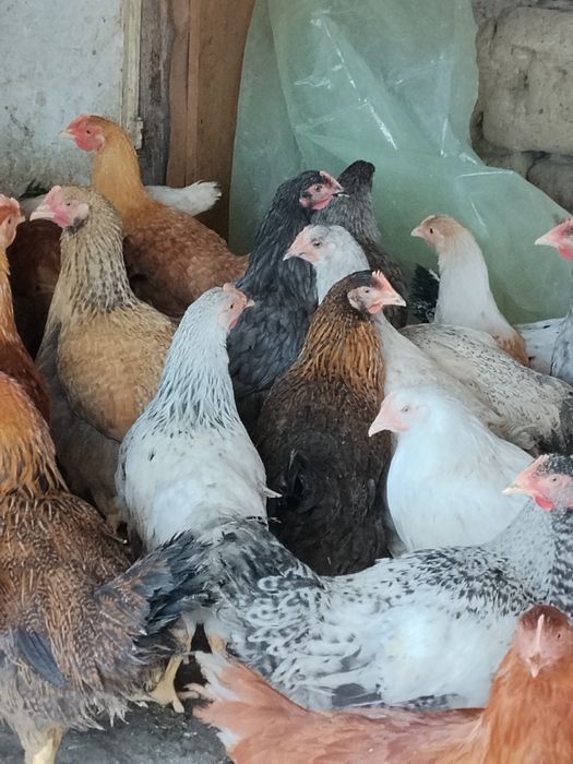 Ярки и пилета пуйчета