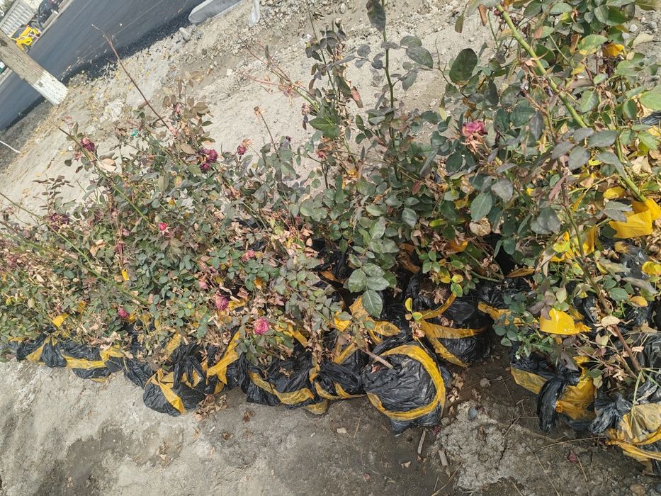 Манзарали дарахтлар, сасна, маживелник, гуллар сотувда.