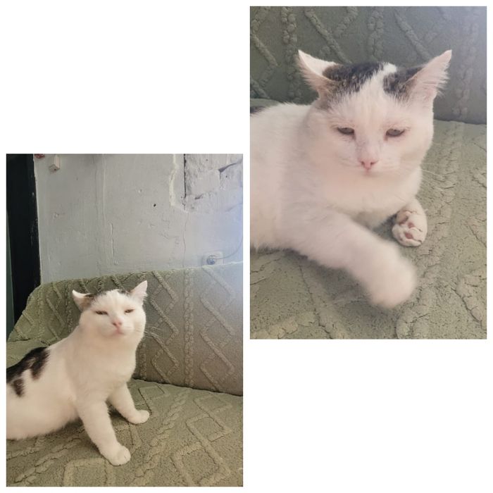 Возрастной котик ищет  дом