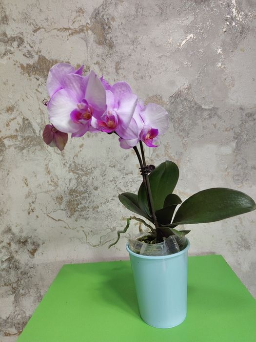 Орхидеи   Азиаты