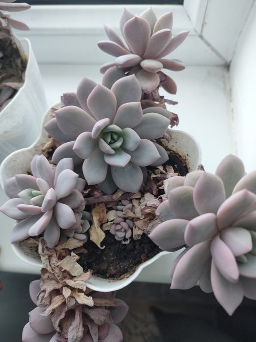 Суккуленты 500тенге