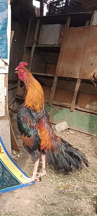 Шолпан петух дакан