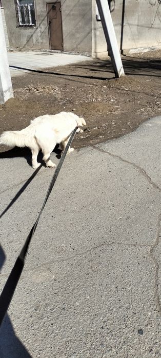 Потерялась Собака В Районе Каскелена