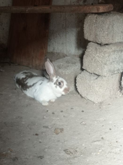 Продаю молодых кроликов