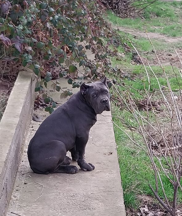 Девочка кане корсо