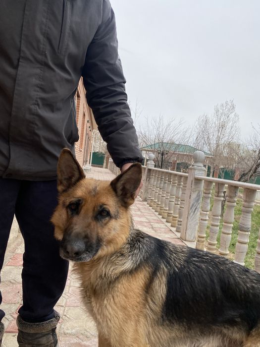 Продаю щенков овчарки