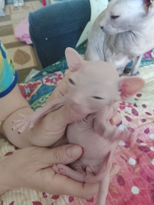 Котята породы донской сфинкс