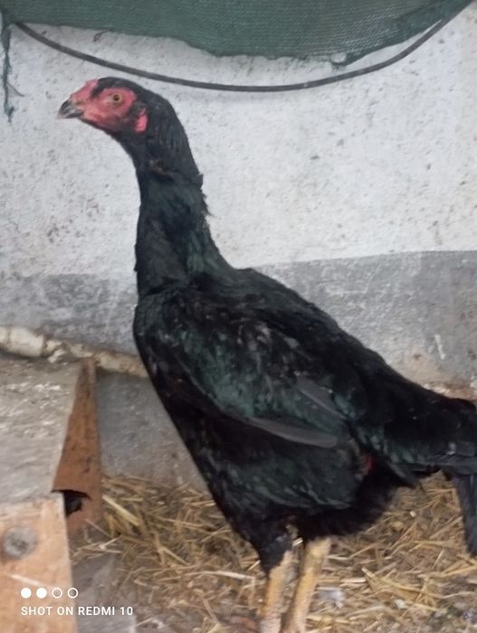 Dakan tovu yirik juda  1 tullak