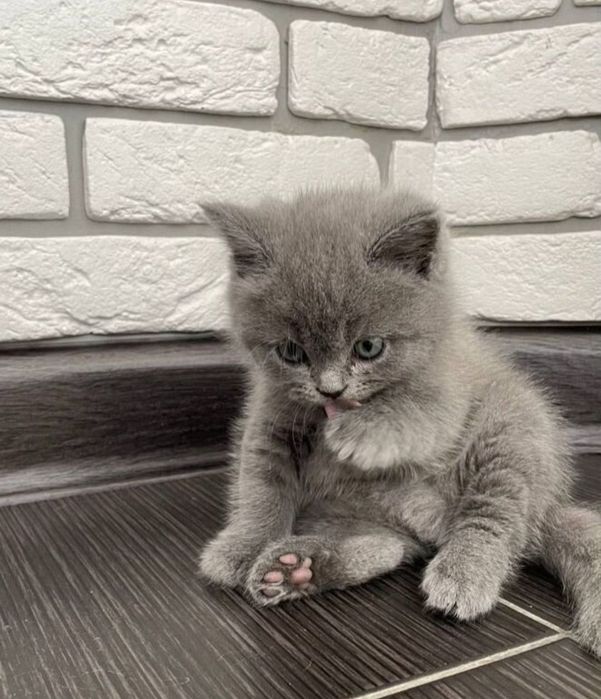 Котята 1.5 мес мальчики и девлчики