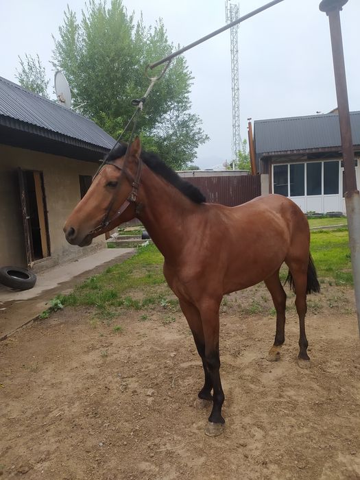 Қунан сатам пул керек