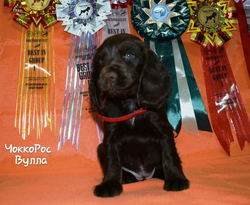 Спаниель шоколадка