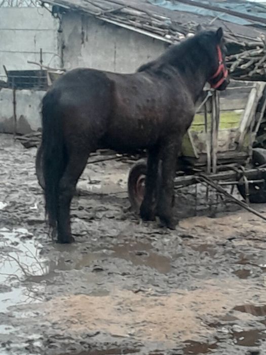 Vand cal 3 ani mai multe detali in pv