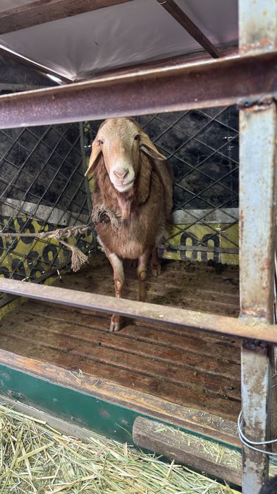 Арвшан кучкорлар сотилади