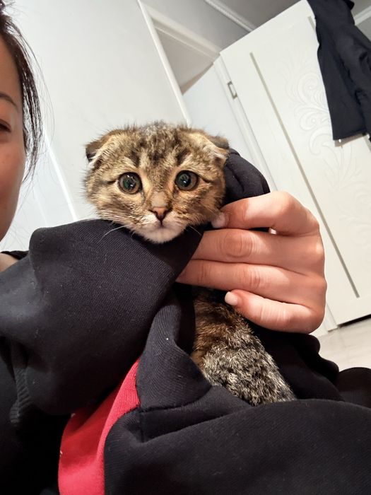 Котенок веслоухий!