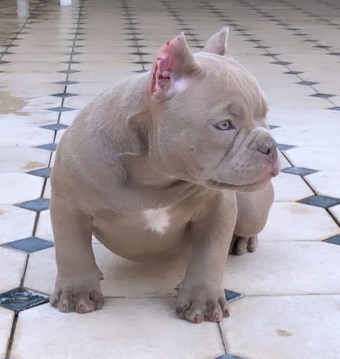 Американский буллли Премиум класса!