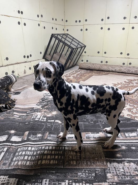 Продаю щенков далматинцев