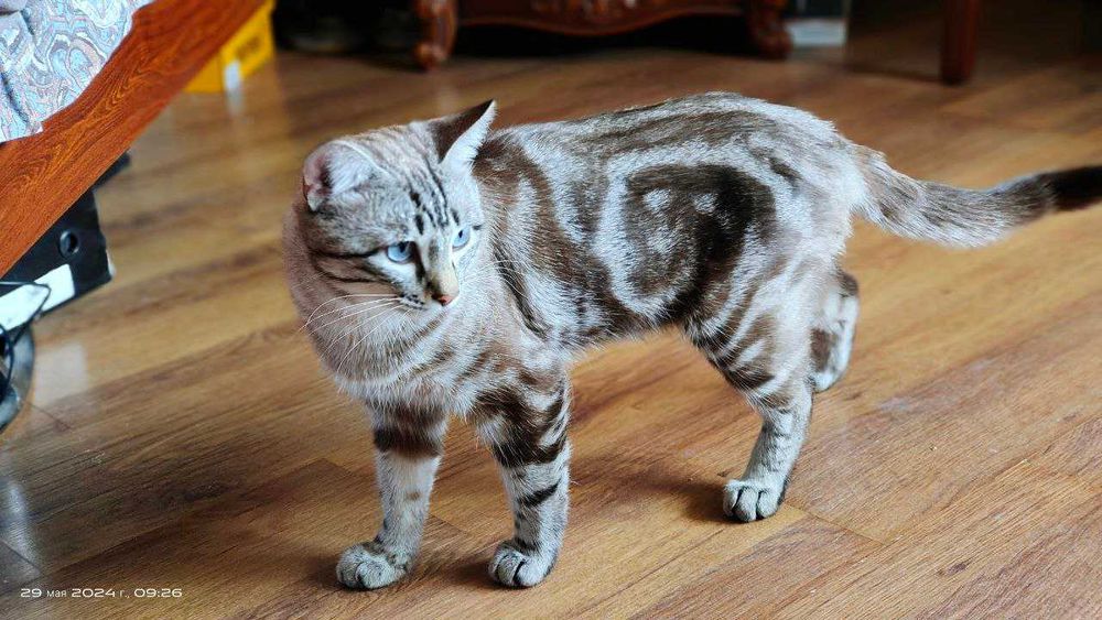 Кот приглашает кошечку