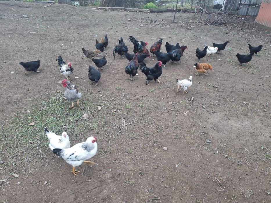 Продам курей, петухов