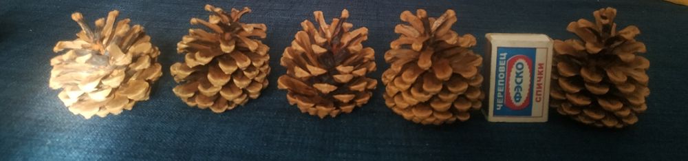 Сосновые шишки продам